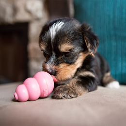 KONG PUPPY X-SMALL